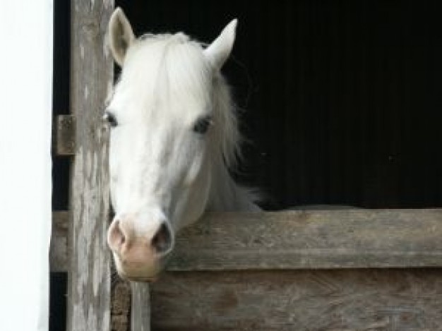 Spain horse Marbella in his stall about Malaga Autonomous Communities